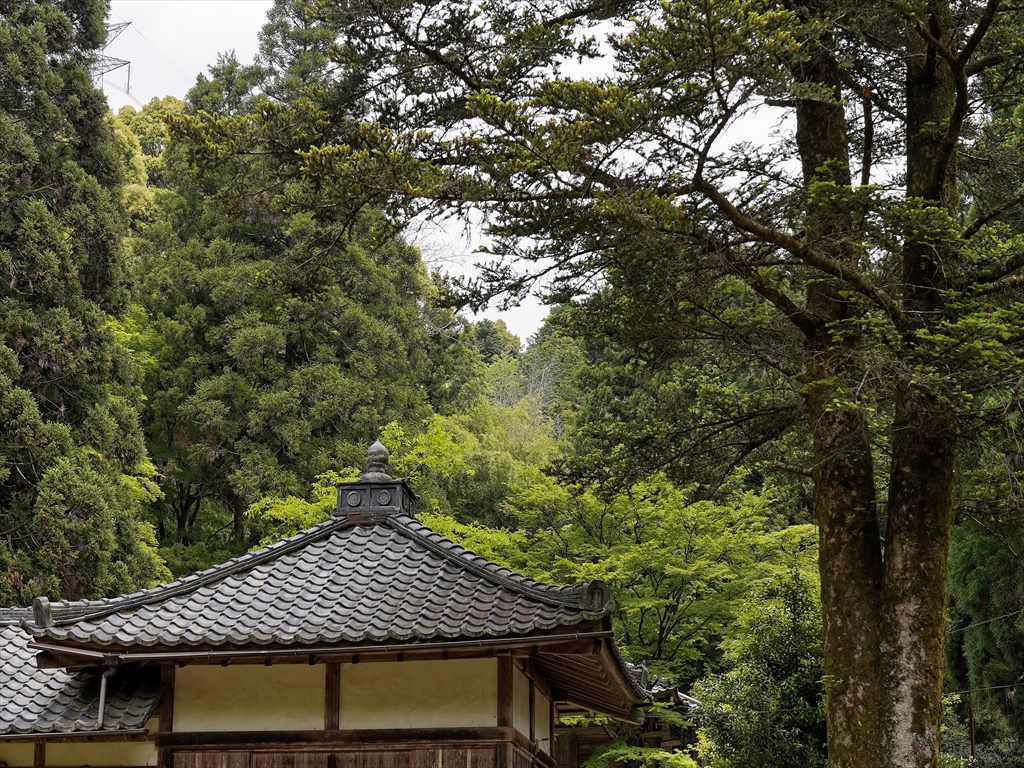 新緑の安楽律院 小野小町のひとりごとⅡ